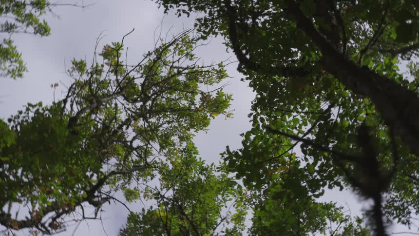 The wind blows the leaves in the tall trees