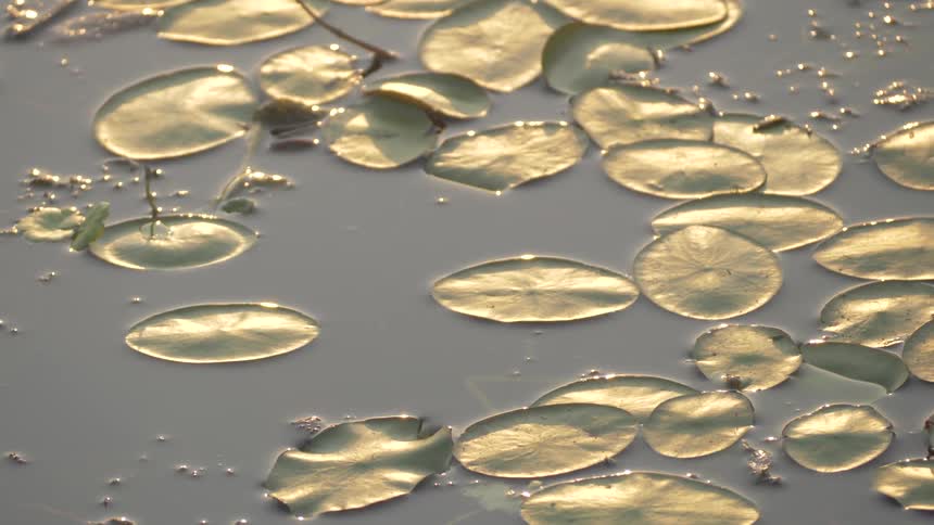 The small leaves are floating in the water