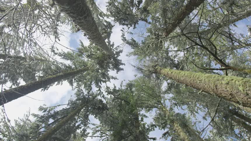 Tall pine trees in a forest on a clear snowy day