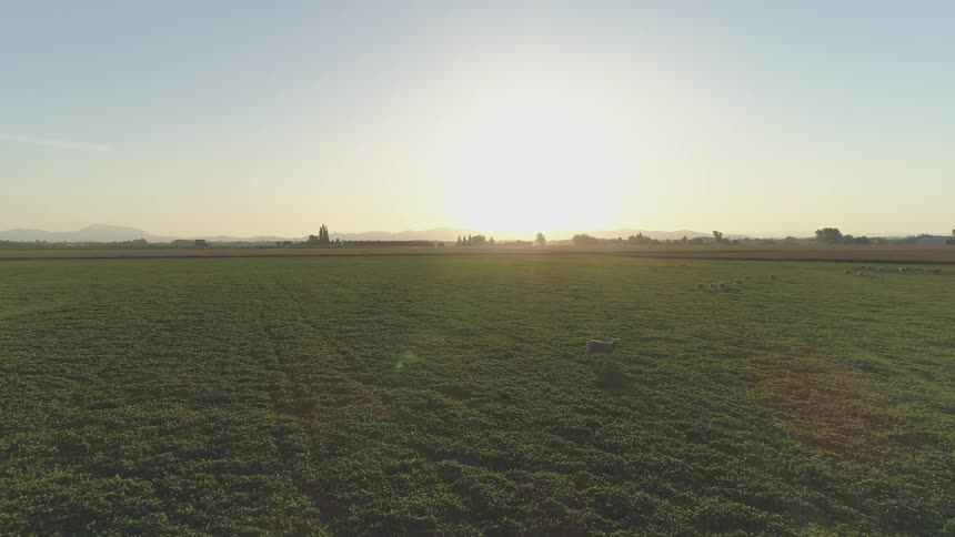 The sunrise shines over a large field
