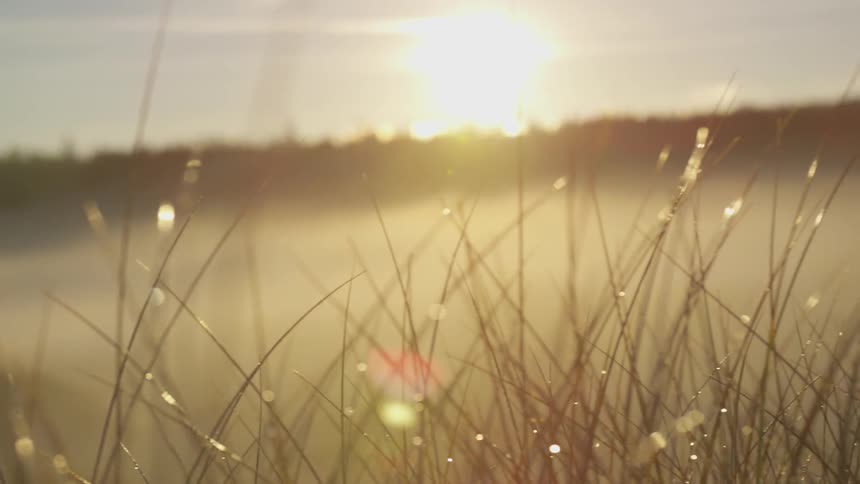 The sun is rising over a foggy field