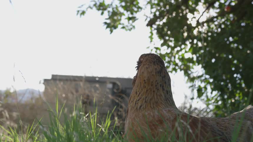 A chicken sitting in a grassy field