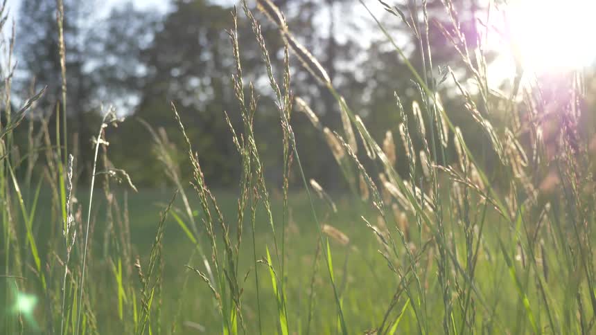 Tall grass sways slightly in sunlight
