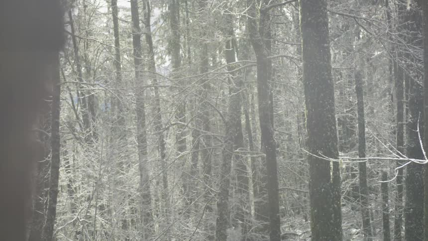 Snow falls in a forest coating the trees in snow