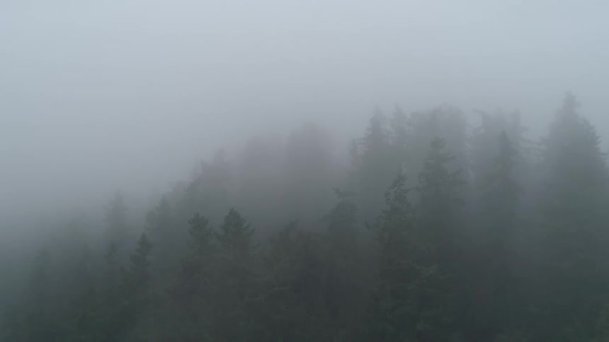 Foggy Forest Aerials