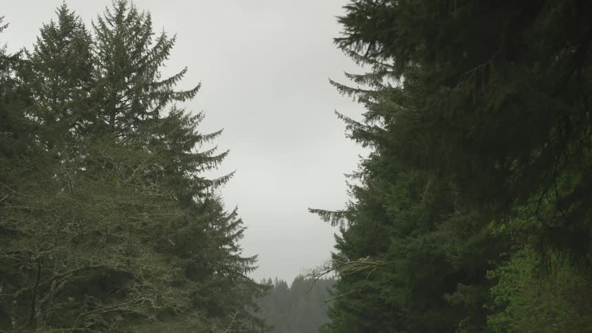 A lot of trees that are in a forest