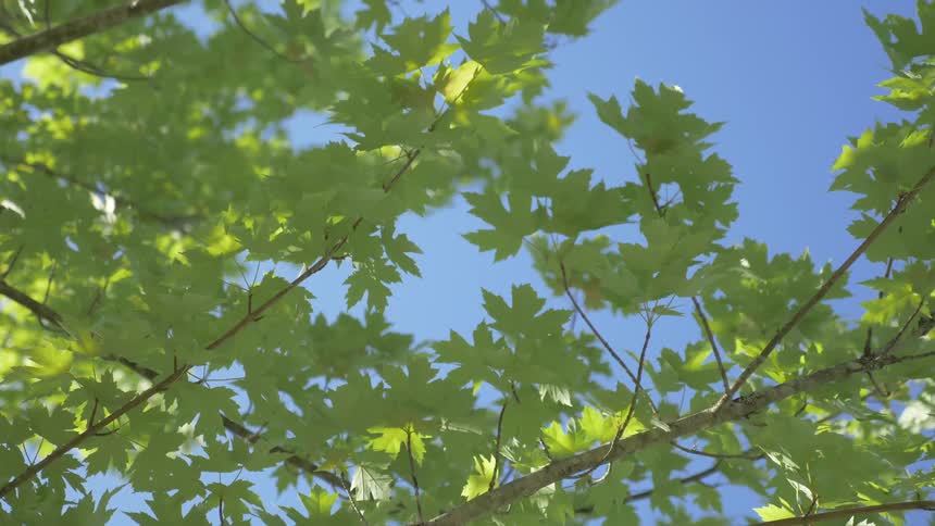 A branch full of bright green leaves blows in the wind