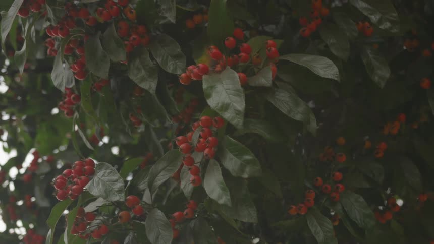 Berries hanging from a tree