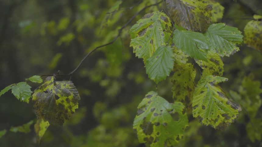 A tree in the forest with green and black leaves