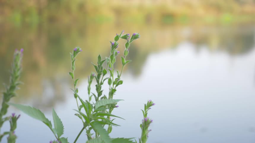 Flowering plants sway in a breeze by a calm lake
