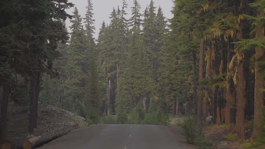 First person view of road through pine forest