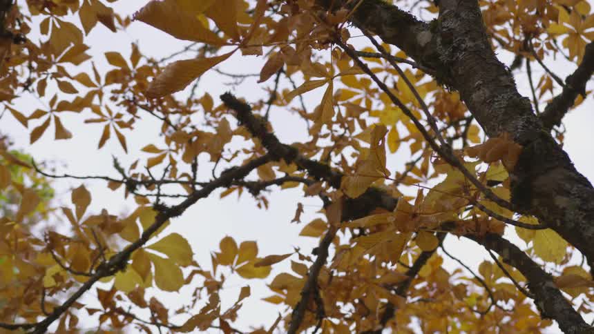 Fall colored leaves hang from branches