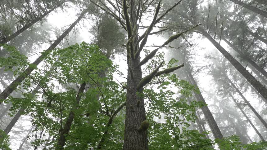 Forest Trail Scenics