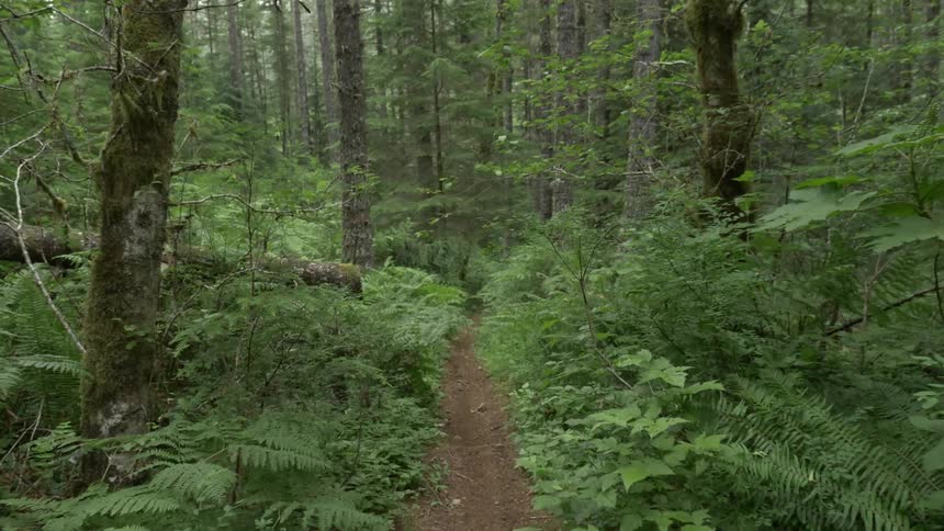 A small dirt trail in a forest of trees