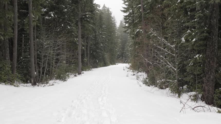 Snow and tree lined pathway with footsteps through the snow