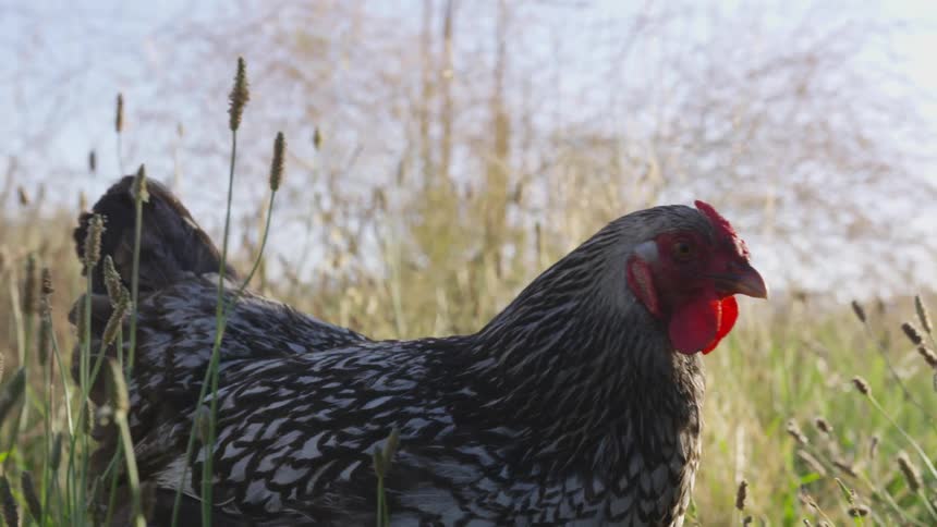 A chicken is seen walking through the grass on a bright sunny day