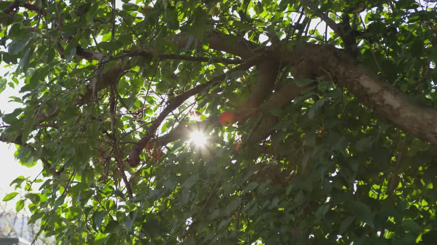 Sun shines through tree leaves and branches