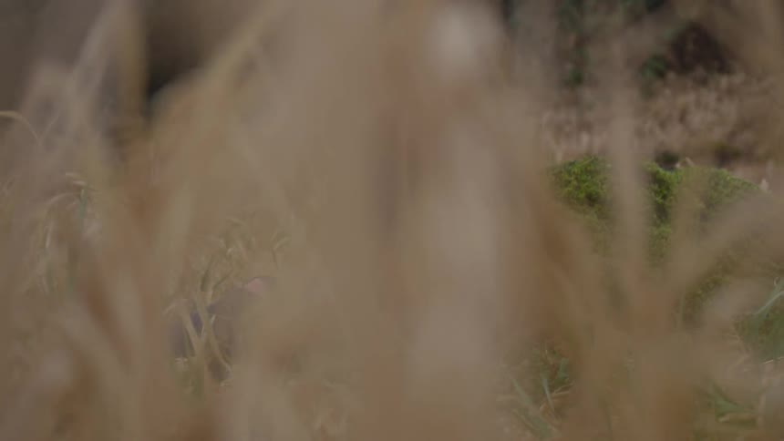 Blindfolded woman sitting in a field