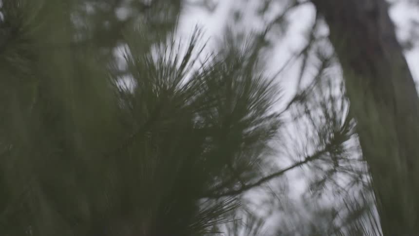 Pine needles flutter in the wind