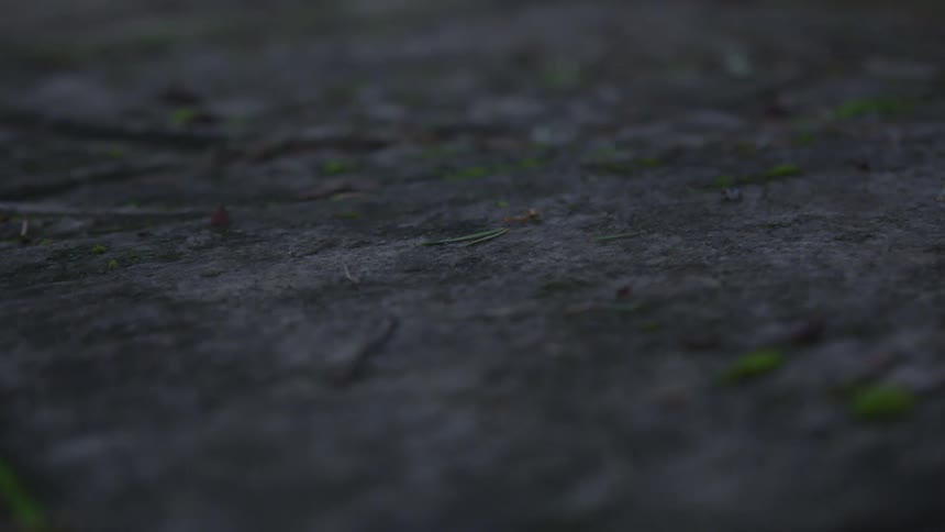 Moss growing through cracks in cement