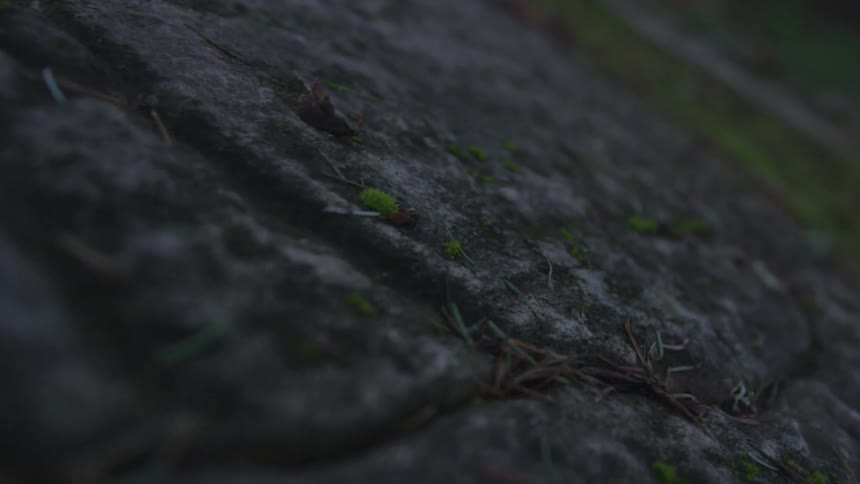 Moss covered rocks and ground