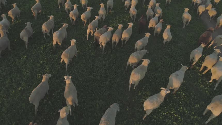 Sheep run en masse on a green field