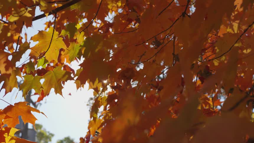 Colorful leaves wave and fall in the breeze