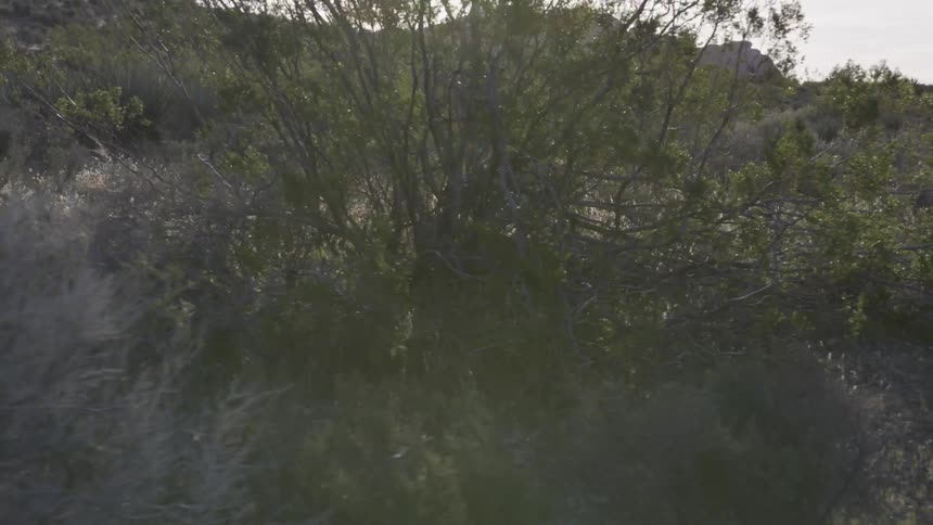Desert plants along the side of a road