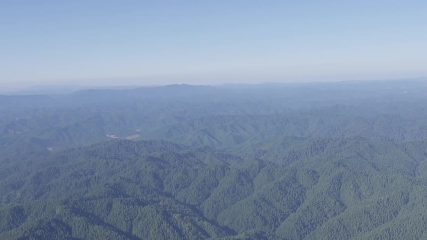 Coastal Forest Aerials