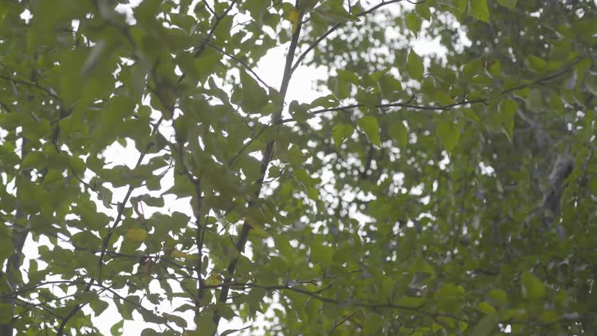 The tree leaves blow softly in the sunshine