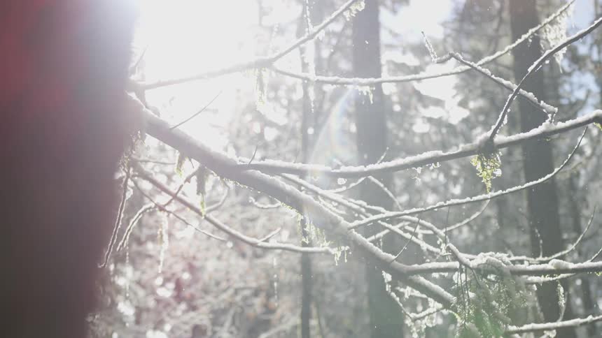 The branches in the forest are covered with frost