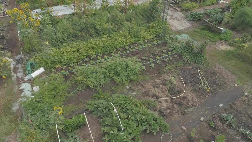 Crops and plants grow in a garden