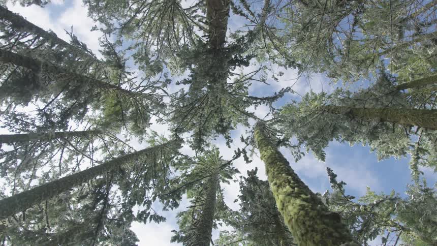 Pine trees are covered with frost and moss
