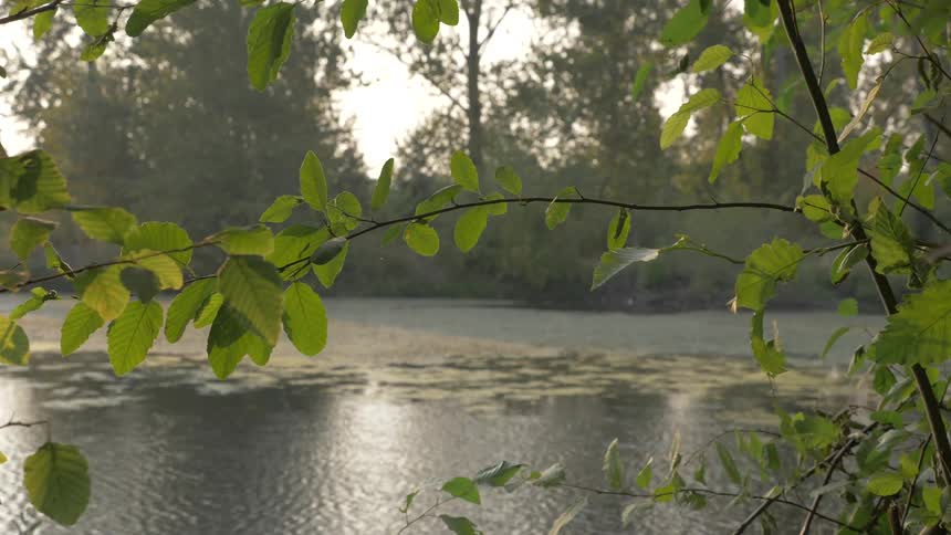 Water ripple between tree covered shores during the day