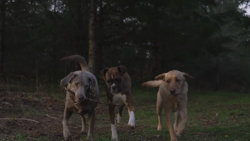 Three dogs walking out of a forest