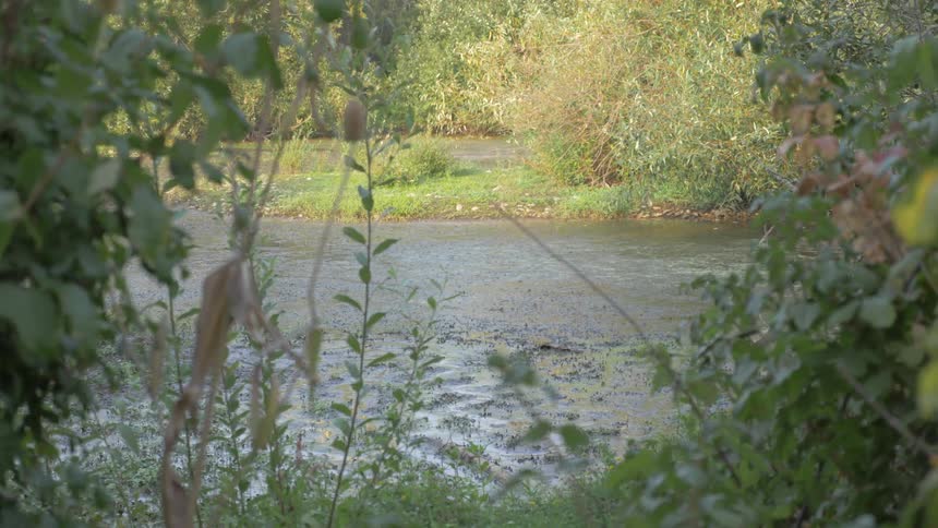 Shallow stream surrounded by plant life