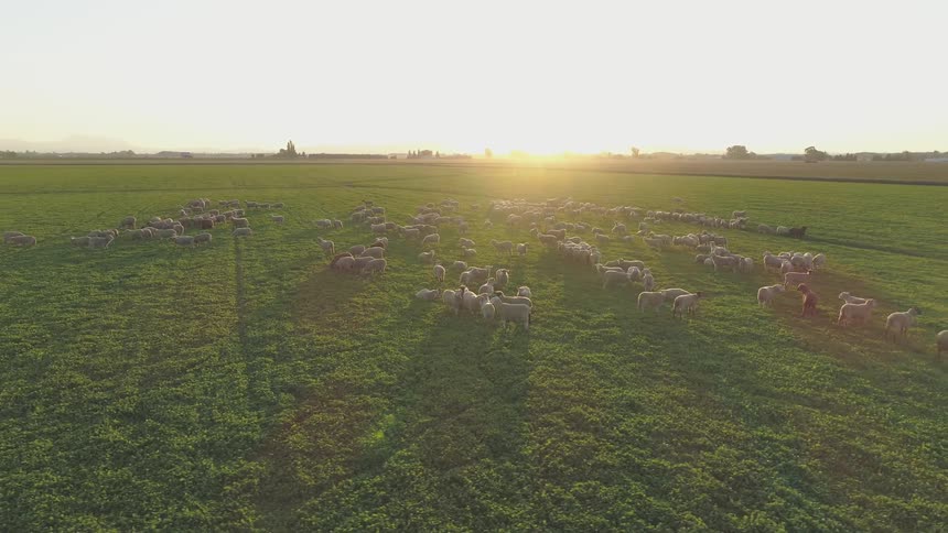 Green field full of sheep