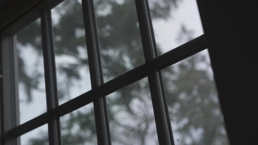 Inside a house looking out into a forest