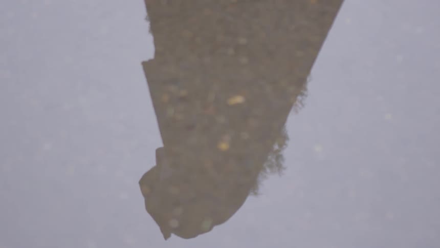 The reflection of a cloaked figure walks past a tree