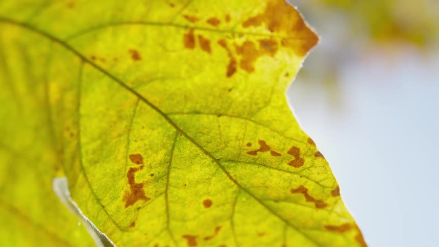 Wind shakes leaf in autumn