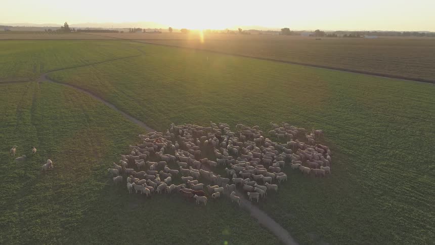 A heard of animals in a field