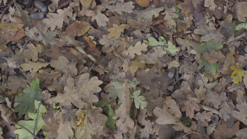 Forest Scenics