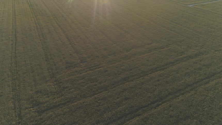 Sunlight shines over a rural field