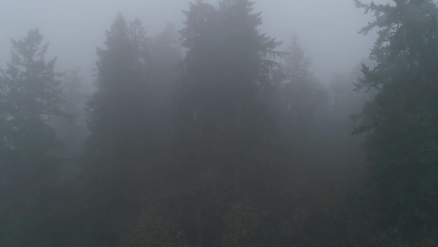 A forest that has mist and fog in it