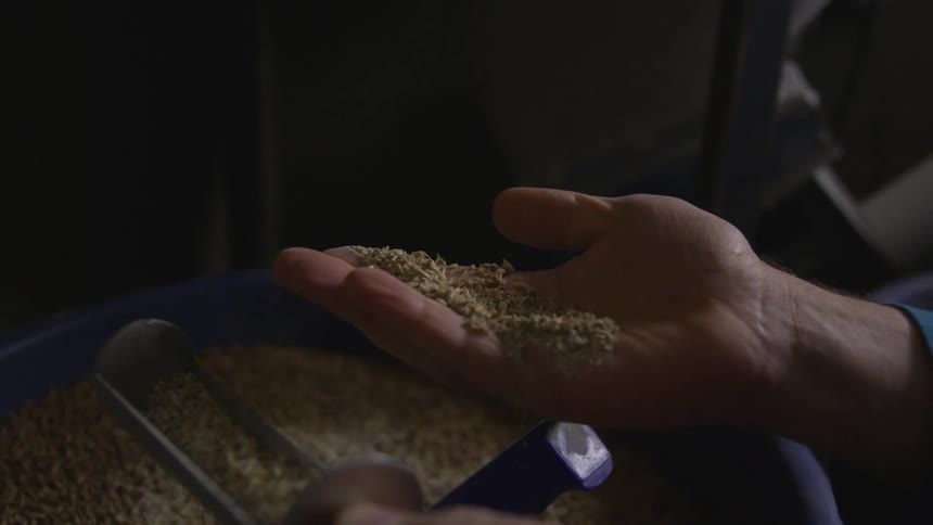 A man inspecting grain on a barrel