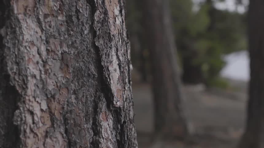 Forest Scenics