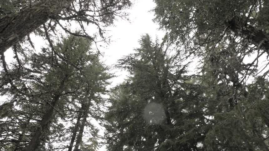 Camera pans up to snow covered pine trees and sky in forest