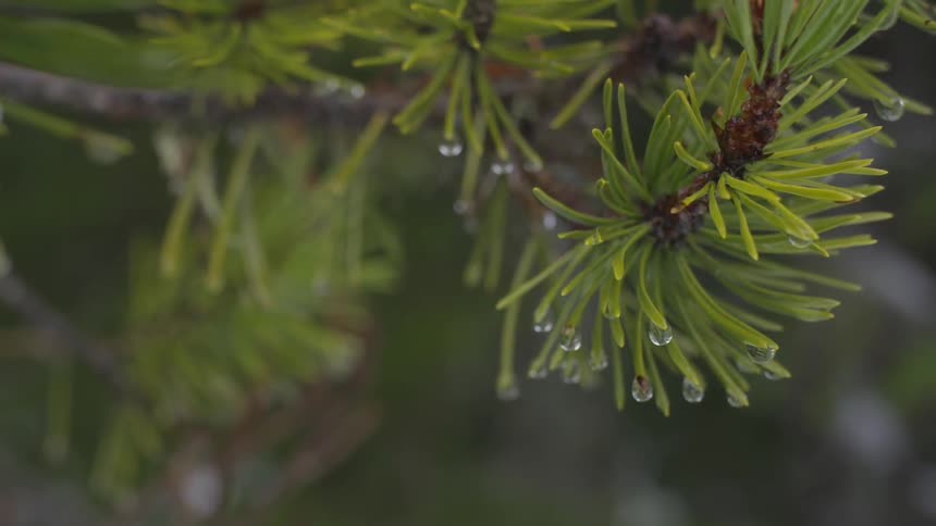 Rain droplets hanging on a plant