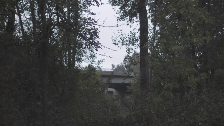 A clearing between the trees shows a bridge with cars passing by on a bright sunny day