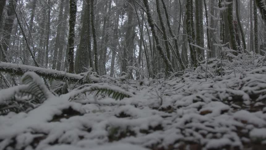 Snow covering a forest floor in the daytime
